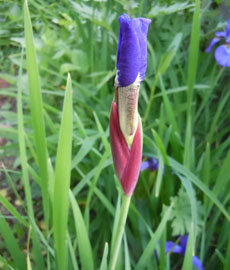 Home Page Image