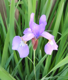 Home Page Image