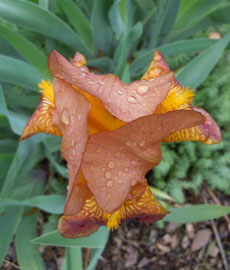 Home Page Image