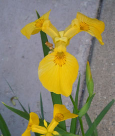 Home Page Image
